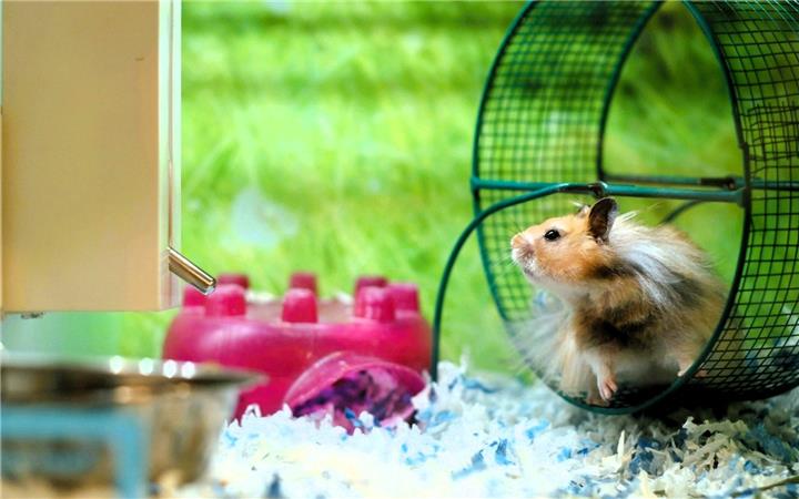 Sử dụng năng lượng từ bánh xe dành cho hamster để sạc điện thoại
